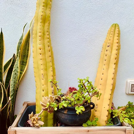 Atico Con Terraza, Vistas Panoramicas Y Parking Lejlighed Santa Cruz de Tenerife